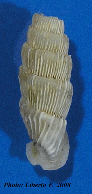 Muticaria macrostoma (Cantraine, 1835)